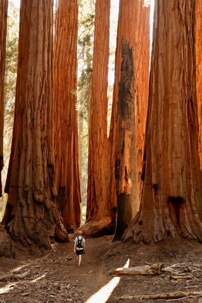 Image shows a hiker in nature related to ecopsychology as an adjunct to ketamine therapy and psychedelic integration